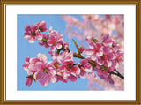 "Sakura" Cross Stitch Kit Nova Sloboda