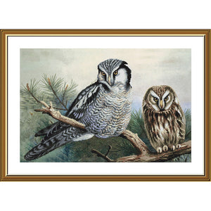 OWLS Cross Stitch Kit Nova Sloboda